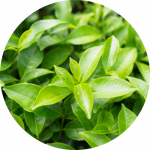 Green Tea Extract