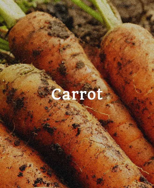 carrot@2x