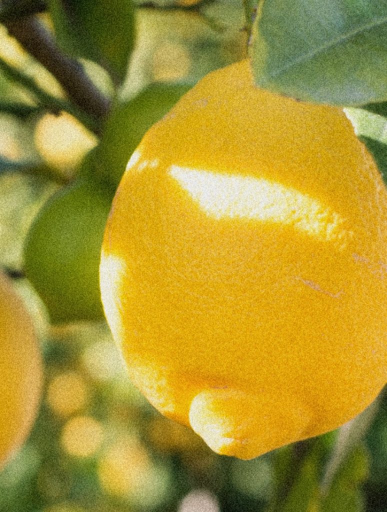 hp-byfood-lemon